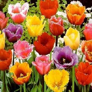  Fringed Tulip Collection 8 Bulbs   Spectacular Colors 