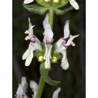 Tiny Flowers of Stachys Recta, Perennial Yellow Woundwort Photographic 