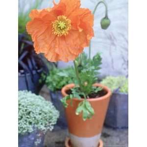 Papaver Nudicaule Garden Gnome Group Growing in Small Terracotta Pot 
